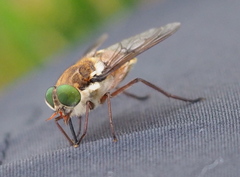Scaptia