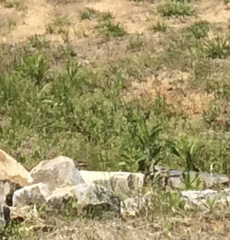 Sagittaria platyphylla