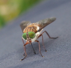 Scaptia