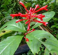 Odontonema