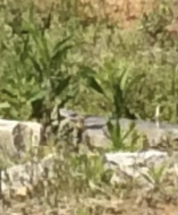 Sagittaria platyphylla