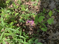 Cardamine concatenata