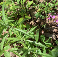 Cardamine concatenata