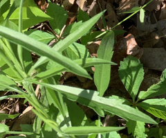 Cardamine concatenata