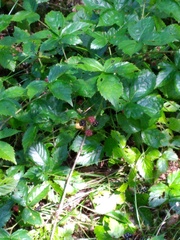 Rubus affinis