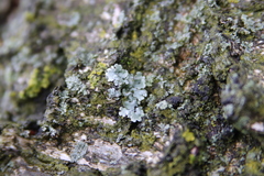 Parmelina tiliacea