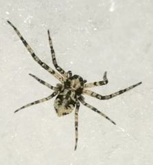 Philodromus margaritatus