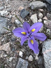 Moraea polystachya