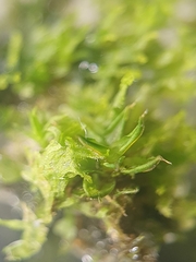 Syntrichia papillosa