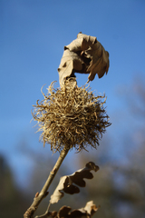 Andricus caputmedusae