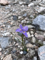 Moraea polystachya