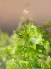 Syntrichia papillosa