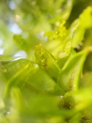 Syntrichia papillosa