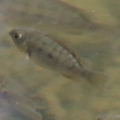 Oreochromis mossambicus