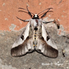 Euscirrhopterus discifera