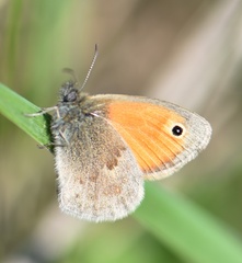 Coenonympha pamphilus