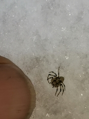 Philodromus margaritatus