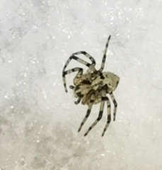 Philodromus margaritatus