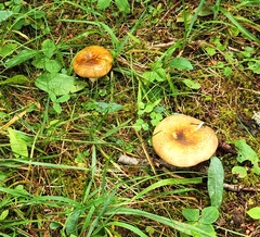 Russulales