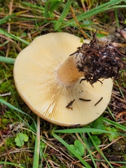 Russulales
