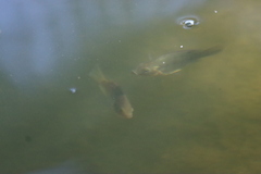 Oreochromis mossambicus
