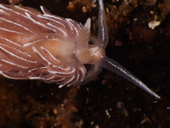 Favorinus blianus