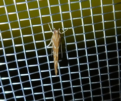 Pyroderces argyrogrammos