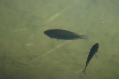 Oreochromis mossambicus