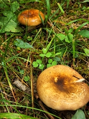 Russulales