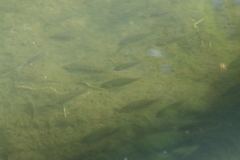Oreochromis mossambicus