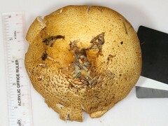 Agaricus nanaugustus