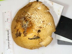 Agaricus nanaugustus