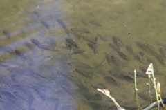 Oreochromis mossambicus