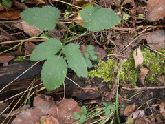Aegopodium podagraria