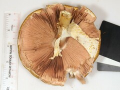 Agaricus nanaugustus