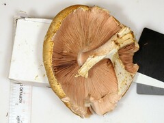 Agaricus nanaugustus