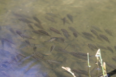 Oreochromis mossambicus