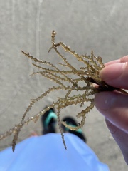Acanthophora spicifera