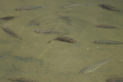 Oreochromis mossambicus