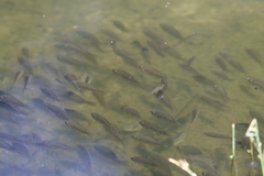 Oreochromis mossambicus