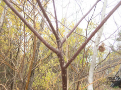 Cornus alternifolia