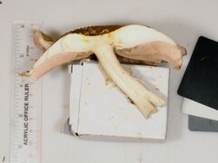 Agaricus nanaugustus