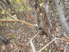 Aurantioporthe corni