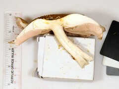 Agaricus nanaugustus