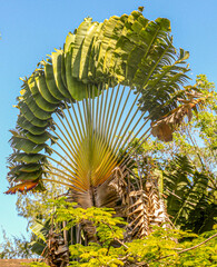 Ravenala madagascariensis
