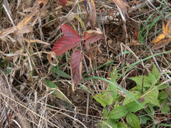 Rubus allegheniensis