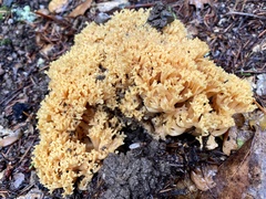 Ramaria sandaracina