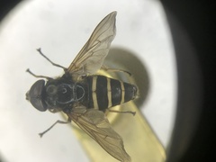 Sericomyia nigra