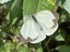 Leptophobia aripa