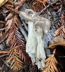 Helvella maculata